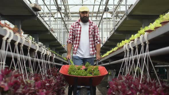 Farmer Walking With Handcart Through Plant Rows in Hothouse and Checking Plants