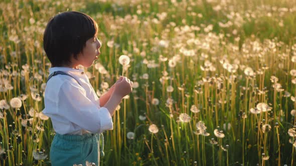 Child Boy 5 Years Old in a Hat Blows on a White Dandelion Ball on the Field During Sunset