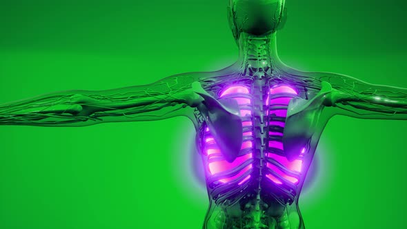 Science Anatomy Scan of Human Lungs alt