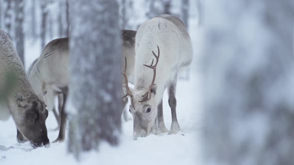 Slowmotion of reindeer eating between trees in a winter wonderland in Lapland Finland.