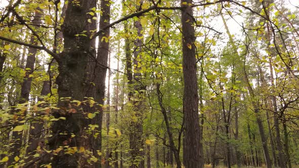 Forest with Trees in the Fall During the Day