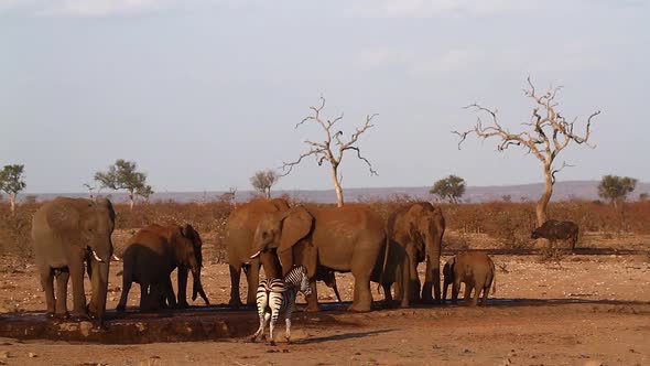 African bush elephant in Kruger National park, South Africa