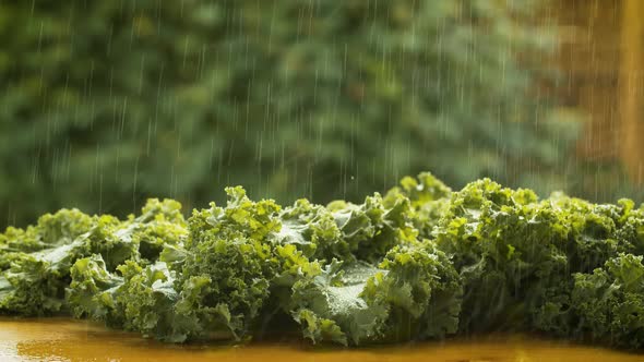 Fresh lettuce under the rain