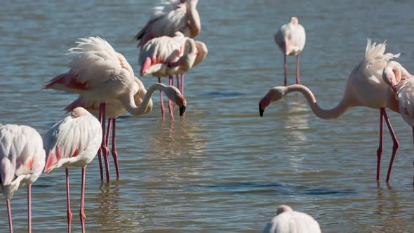 Flamingo bird nature wildlife reserve carmargue lagoon