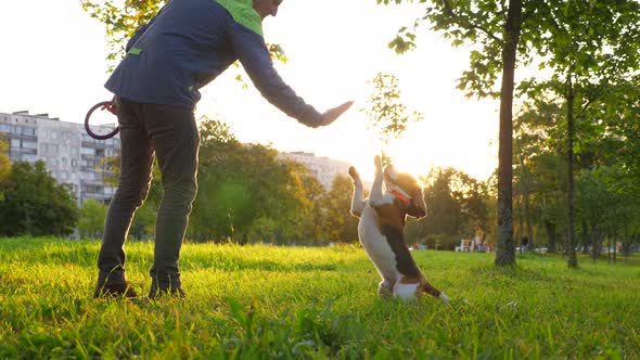 Smart dog raise and touch man hand by front paws, sunny park at morning