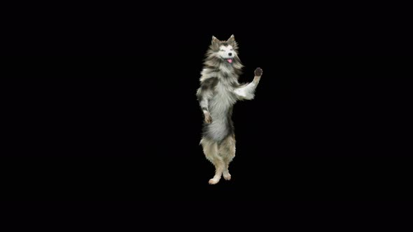 Dog Dance 4K