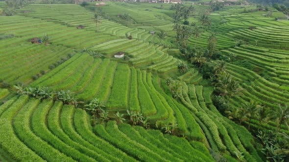 Rice Fields in Bali