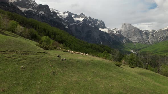 Alpine panorama with white sheep and dog watching on green meadow