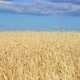 Golden wheat - VideoHive Item for Sale