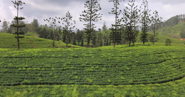 Moving Shot of Famous Nature Landmark Tea Plantations Taken From Train in Sri Lanka