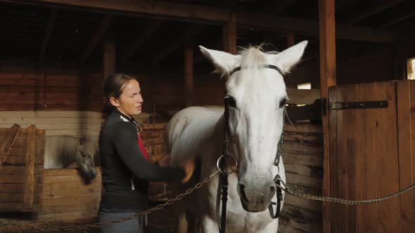 Woman Preparing White Horse for Dressage Training Cleaning Stallion with Brush
