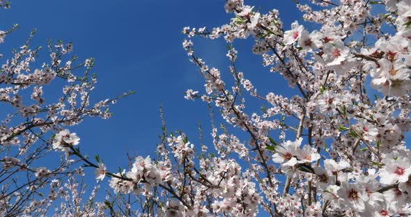 Almond tree during the spring season