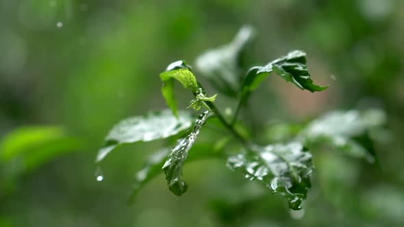 Green Leaves During Tropical Rain