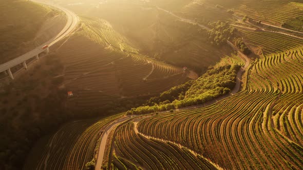 Terraced Vineyards in the Douro Valley in Portugal