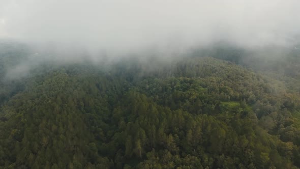 Rainforest in Cloud BaliIndonesia