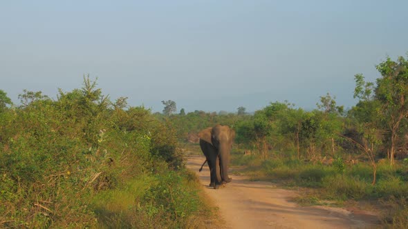 Elephant Walks Along Ground Road and Shakes Large Ears