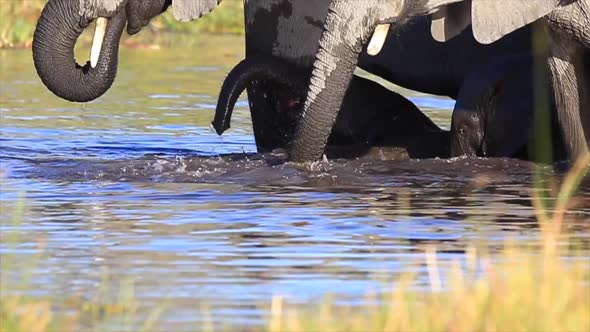 Bush Elephant infants enjoy playing in a watering hole in Africa