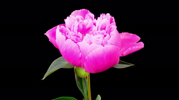 Time Lapse of Opening Beautiful Pink Peony Flowers