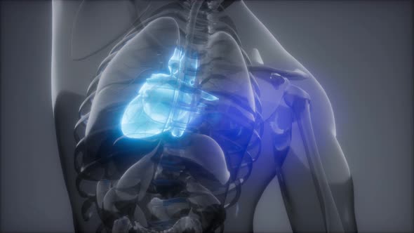 Human Heart Radiology Exam alt