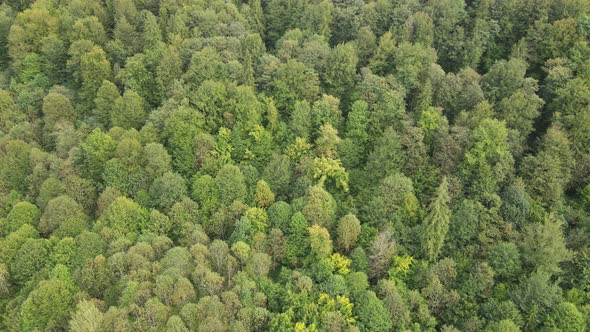 Trees in the Mountains Slow Motion. Aerial View of the Carpathian Mountains in Autumn. Ukraine