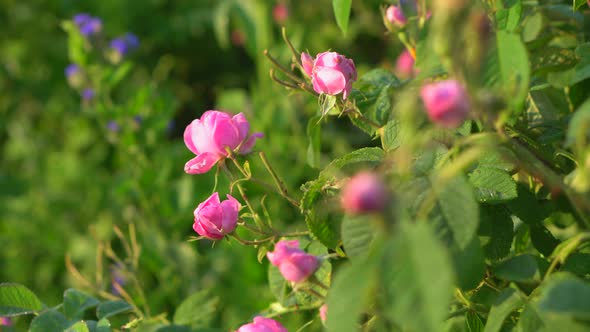 A rose has not yet bloomed in the foreground, blooming roses in the background.