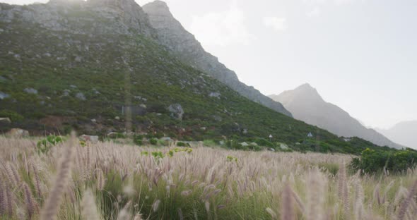 Beautiful wheat field by mountains with wind blowing on a cloudy day