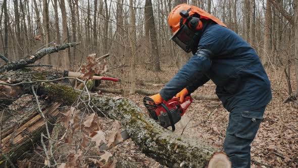 A felled tree trunk is sawn by a lumberjack