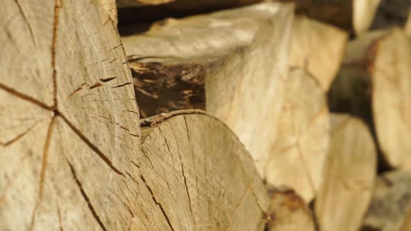 Timber Firewood Wood and Logs Stacked Up Extreme Close Up Shot