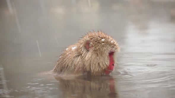 Japanese Snow Monkeys In Hot Spring