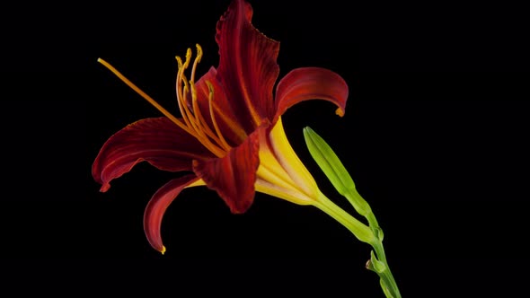 Time Lapse of a Day Lily blooming and then dying