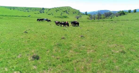 Flight Over Wild Horses Herd on Mountain Meadow. Summer Mountains Wild Nature. Freedom Ecology