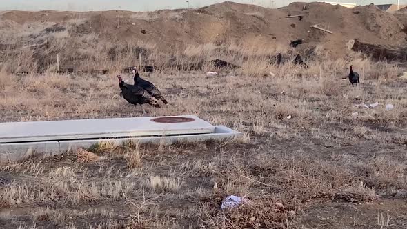 City Turkeys lost in a trash field.