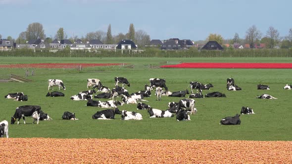 Black and white cows between orange and red tulip fields in Holland, nice clouds