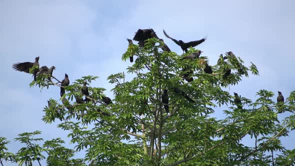 Slow motion crows fly at the top of tree.