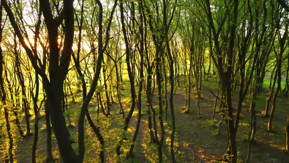 Drone Footage of Dense Evening Woods with Tall Trees and Bright Yellow Sunlight Shining Between