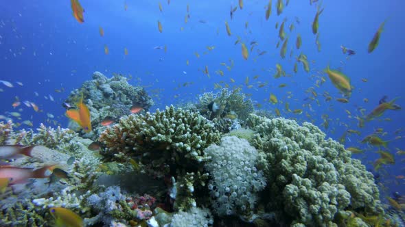 Tropical Coral Reefs