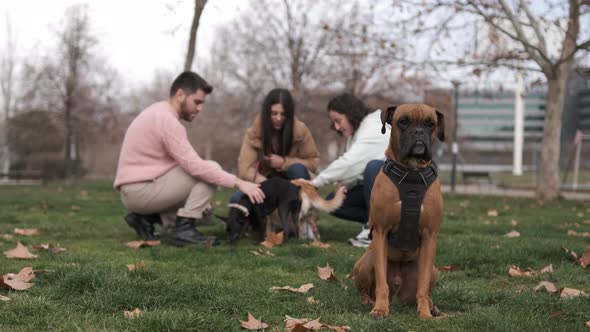 Boxer dog sitting on the grass with a group of people and their dogs enjoying in the background.