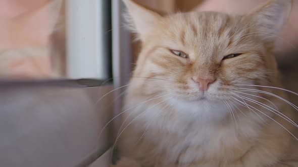 Cute Ginger Cat Dozing on Window Sill. Close Up Slow Motion Footage of Man Stroking His Fluffy Pet.