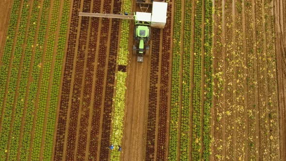 Cabbage Harvesting By Tractor. Field with Rows of Salad.