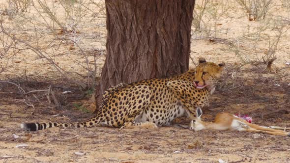 Cheetah Eating And Licking Its Mouth While Looking Around By Its Fresh Kill Springbok In Kalahari De
