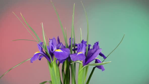 Beautiful Iris Flowers on Red and Green, Rotation