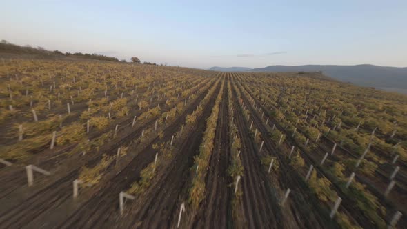 Brown Grapevine in Rows Grows on Hill Slope Fields Fpv