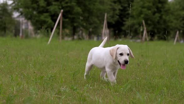 White Little Puppy Labrador Walks on Park