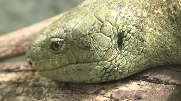 Solomon Islands Skink Head