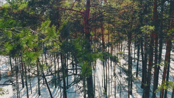 Pine Tree Trunks in Coniferous Forest on Sunny Winter Day