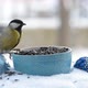 Tits at the Feeder for Christmas - VideoHive Item for Sale