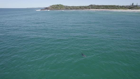 Bottlenose Dolphins Swimming In The Tasman Sea Near Fingal Headland In NSW, Australia - aerial drone