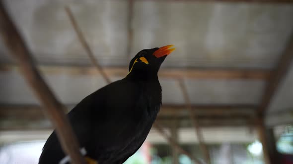 Gracula religiosa myna bird talking in a cage, Thailand. There is sound