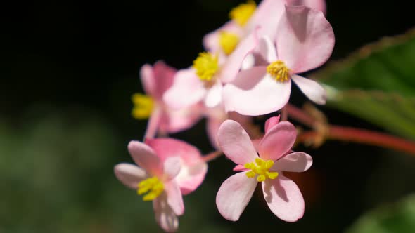 Pink garden flower in 4K UHD 2160p close-up footage - Pink flower in the garden outdoor 4K 3840X2160