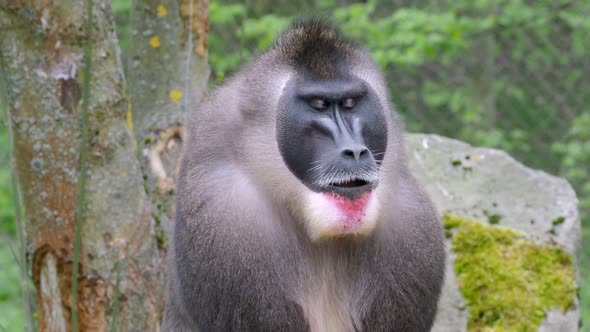 Portrait of Drill monkey, Mandrillus leucophaeus 